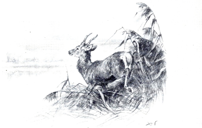 Illustration tirée de la revue Vènerie (1981) accompagnant la publication du texte Sans Peur, chien d'ordre, par H. de Vibraye